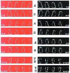 Matrices Coform DIRECTA - 23M - Boîte de 8 Matrices Coform DIRECTA - 23M - Boîte de 8