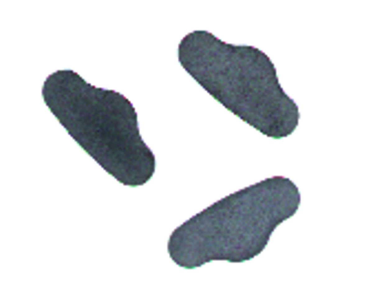 Matrices Ivory 14 CHICAGO INSTRUMENTS - Boîte de 12